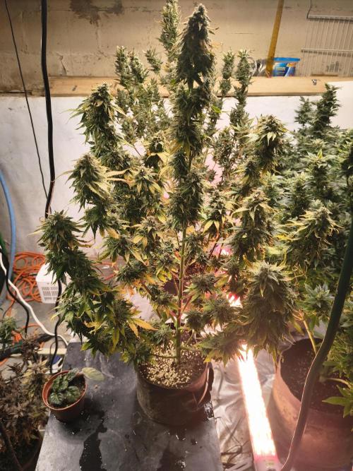 Northern Lights Auto. Week 11