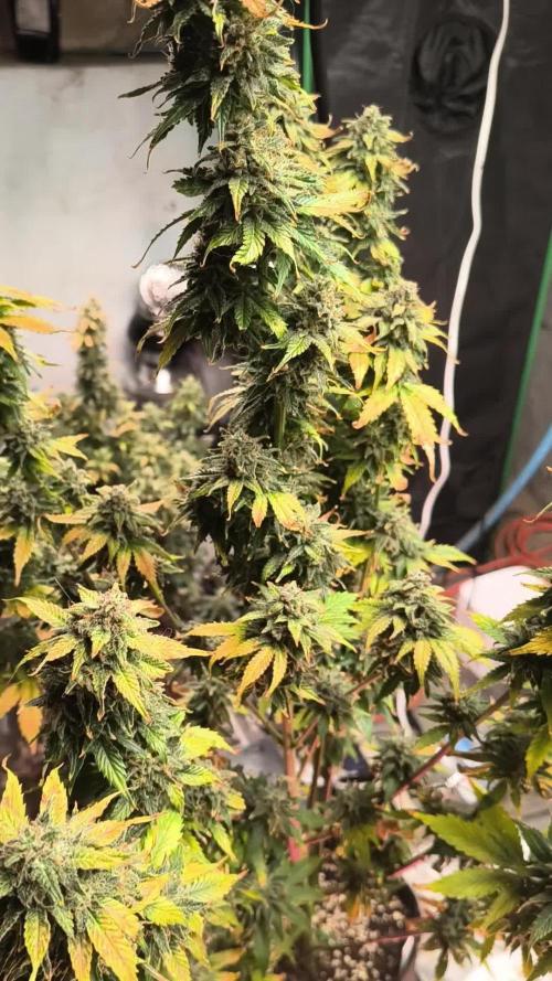 Northern Lights Auto