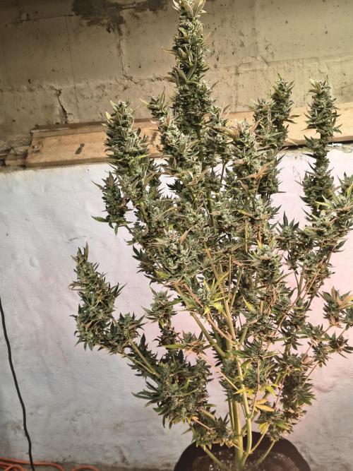 Sticky broccoli. Week 16