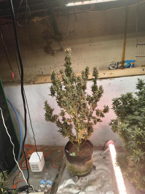 Sticky broccoli. Week 16