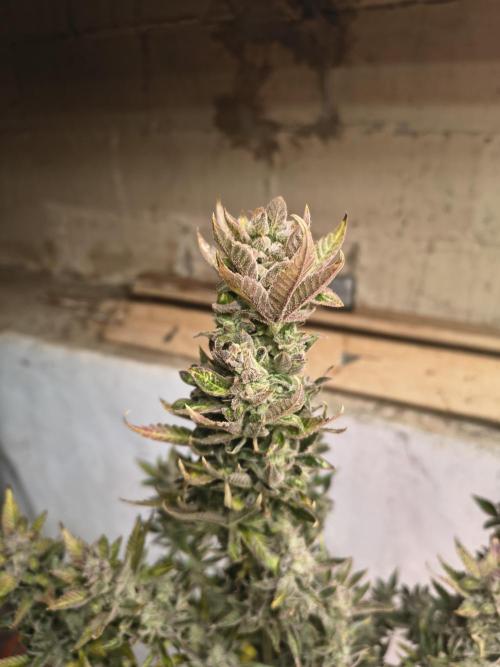 Sticky broccoli. Week 16