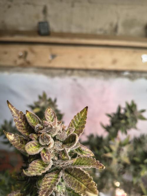 Sticky broccoli. Week 16