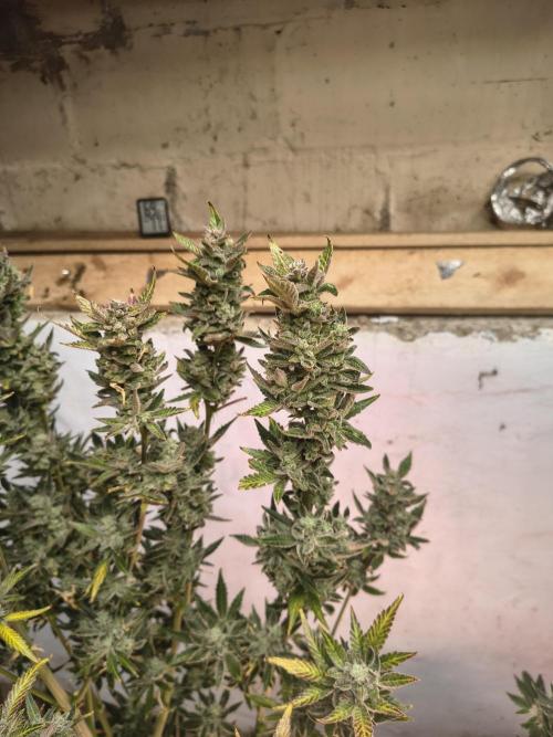 Sticky broccoli. Week 16