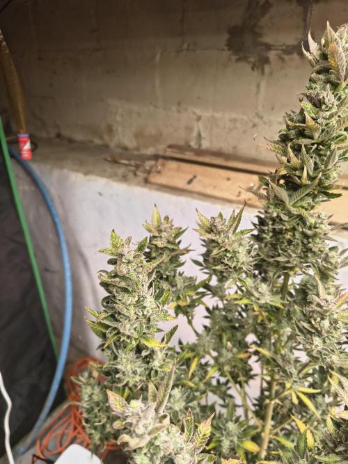 Sticky broccoli. Week 16