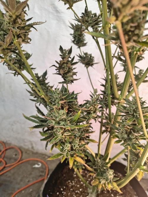Sticky broccoli. Week 16