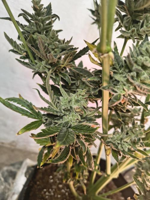 Sticky broccoli. Week 16