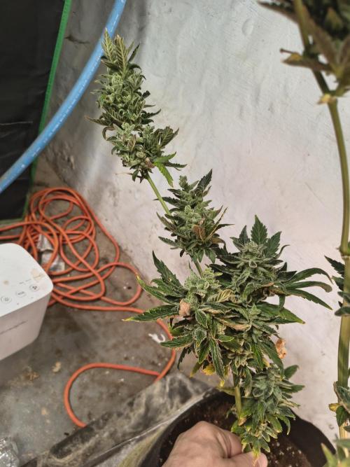 Sticky broccoli. Week 16