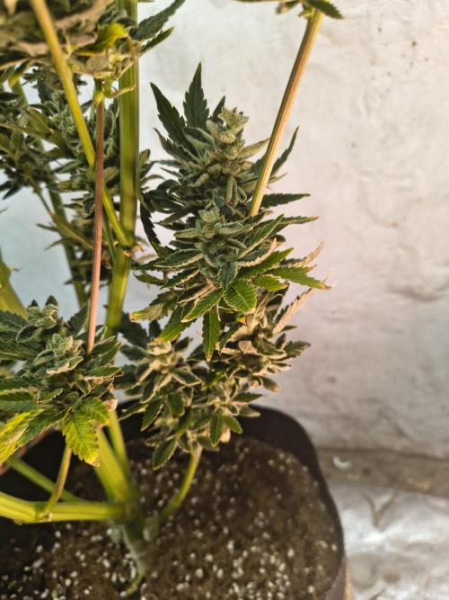 Sticky broccoli. Week 16