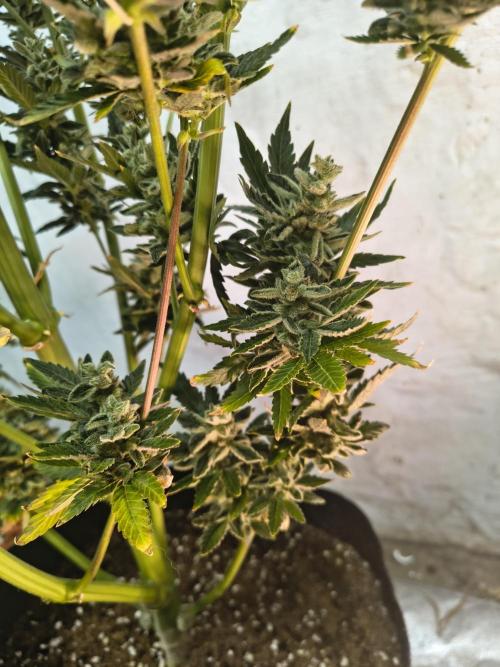Sticky broccoli. Week 16