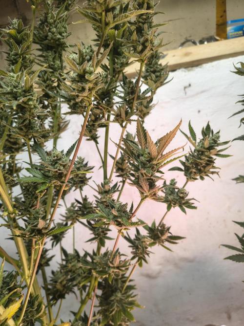 Sticky broccoli. Week 16