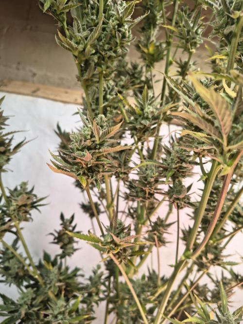Sticky broccoli. Week 16