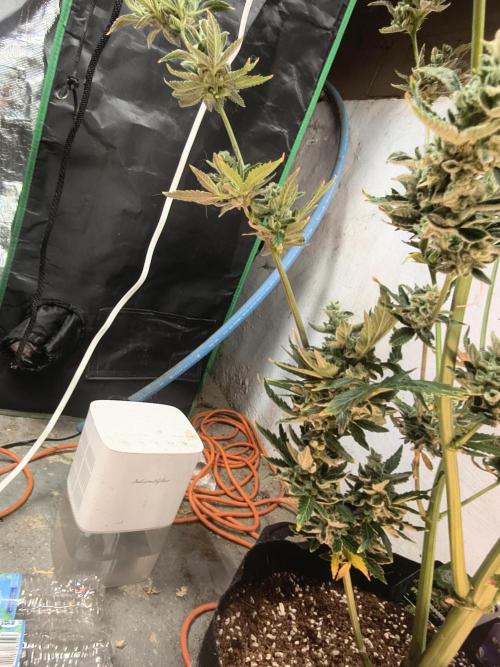 Sticky broccoli. Week 16