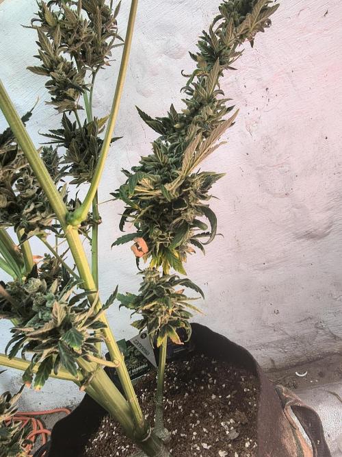 Sticky broccoli. Week 16