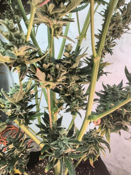 Sticky broccoli. Week 16