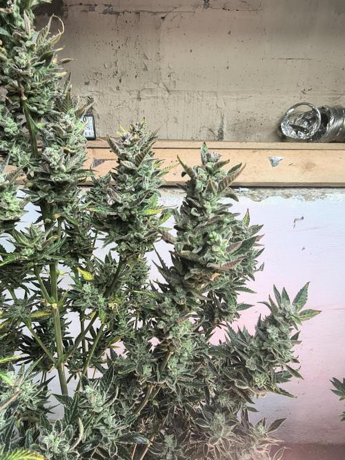 Sticky broccoli. Week 16