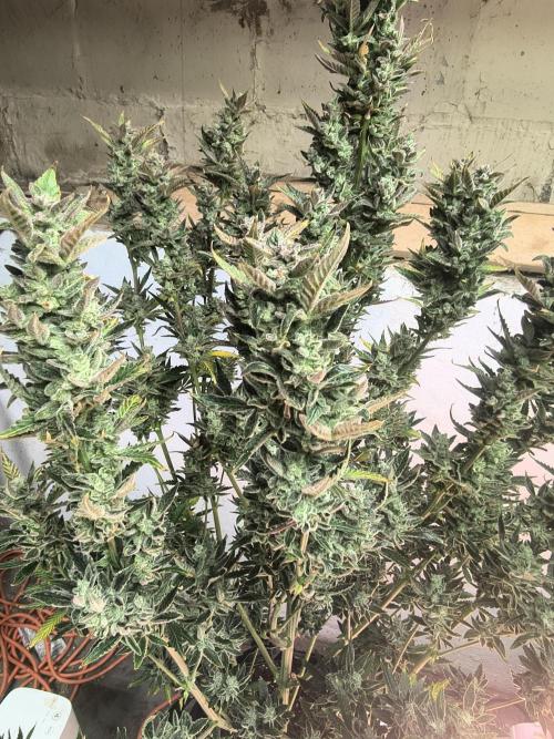 Sticky broccoli. Week 16
