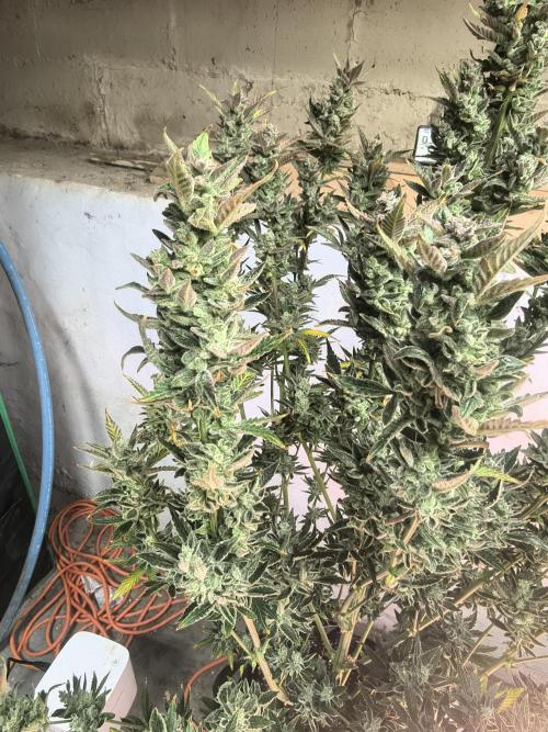 Sticky broccoli. Week 16