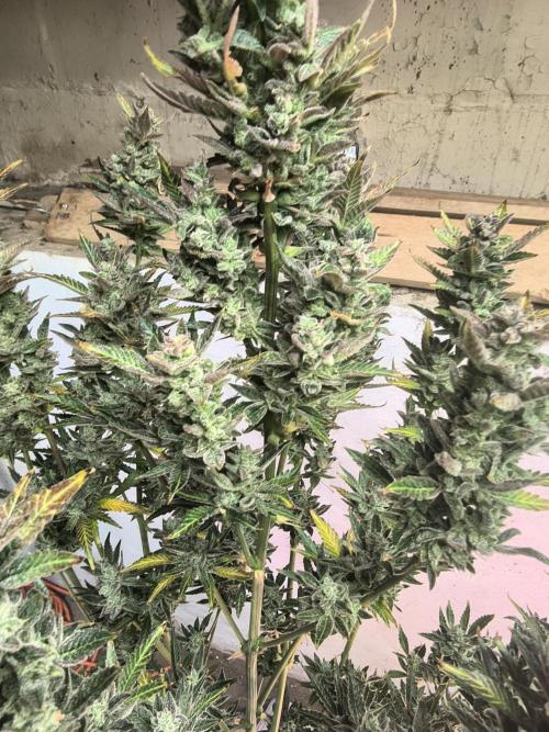 Sticky broccoli. Week 16