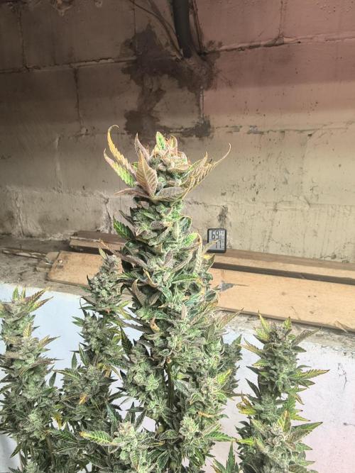 Sticky broccoli. Week 16