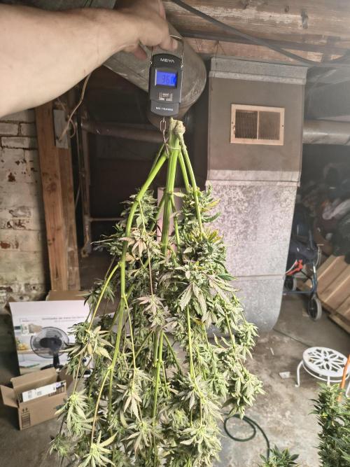 Sticky broccoli. Week 16