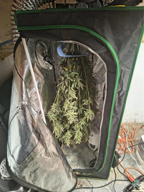 Sticky broccoli. Week 16