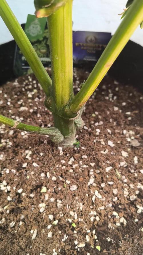 Sticky broccoli