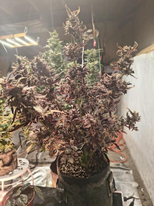 Gmo auto. Week 11