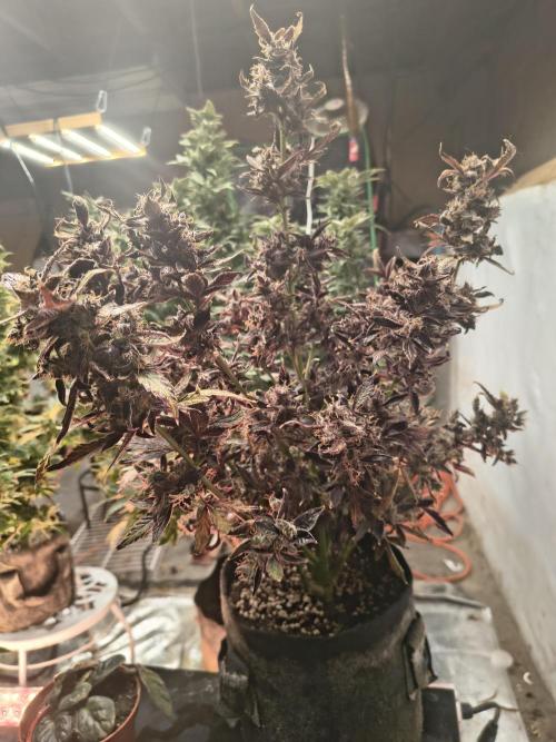 Gmo auto. Week 11