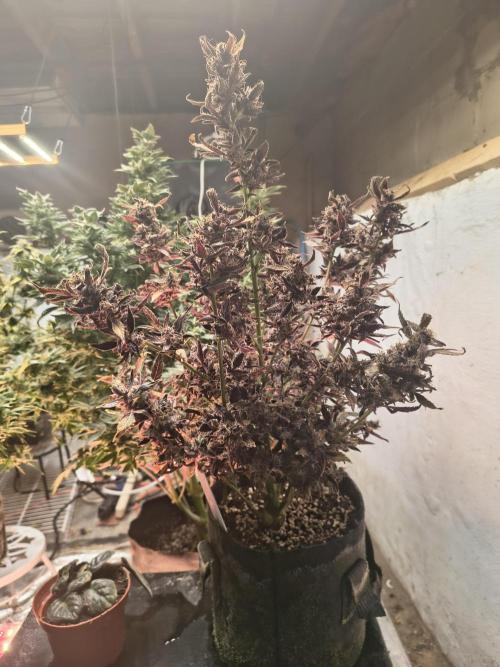 Gmo auto. Week 11