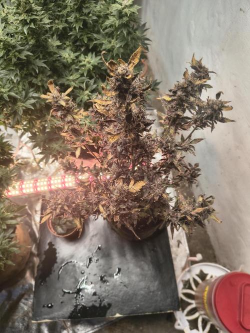 Gmo auto. Week 11