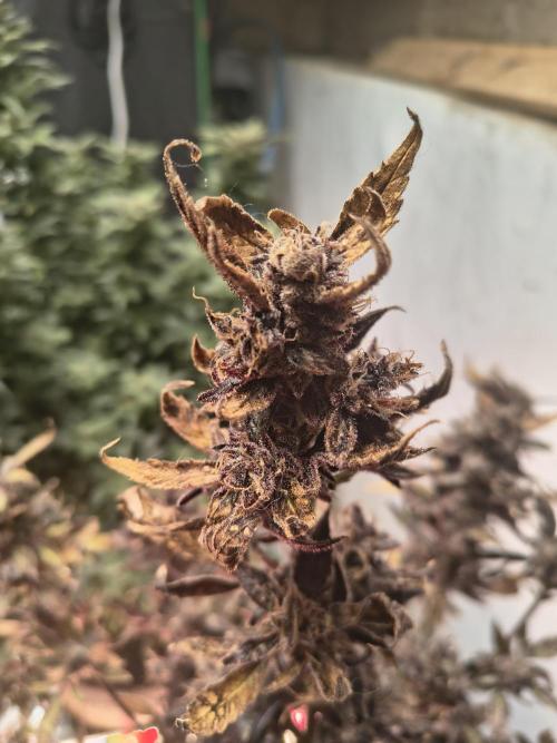 Gmo auto. Week 11
