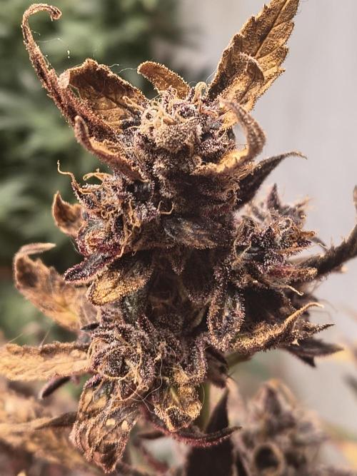 Gmo auto. Week 11