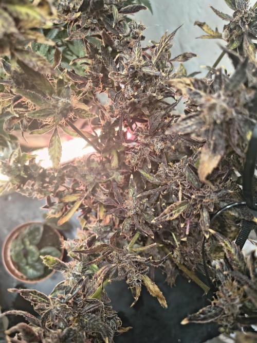 Gmo auto. Week 11