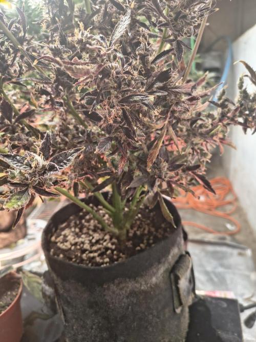 Gmo auto. Week 11