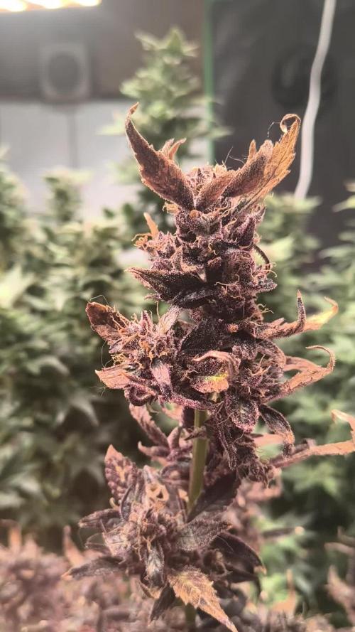 Gmo auto