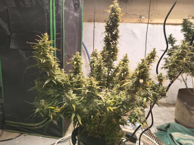 Orange cookies auto. Week 11