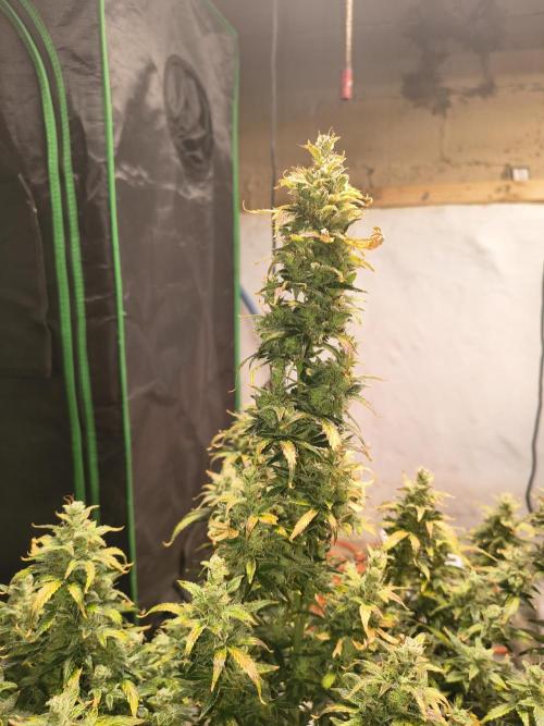 Orange cookies auto. Week 11