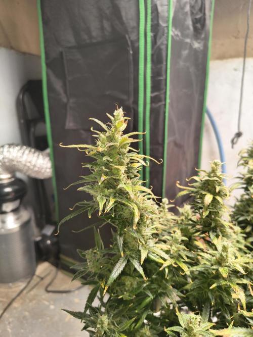 Orange cookies auto. Week 11