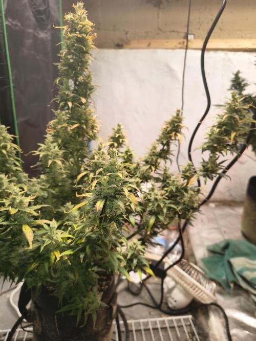 Orange cookies auto. Week 11