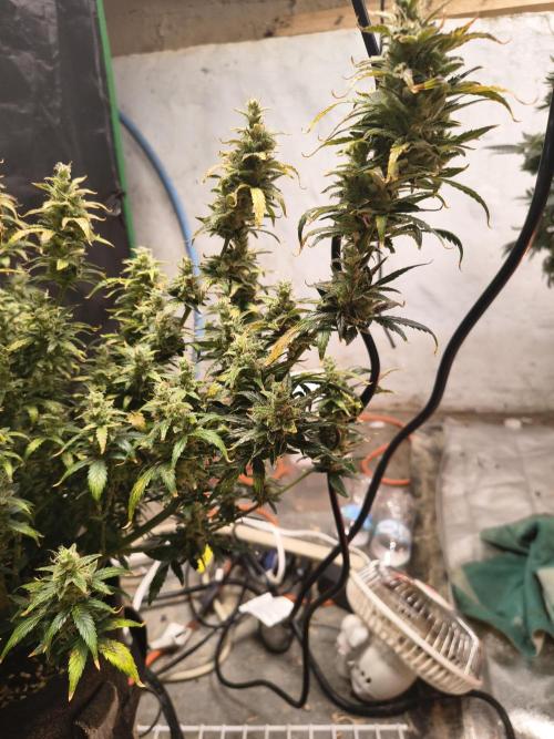 Orange cookies auto. Week 11