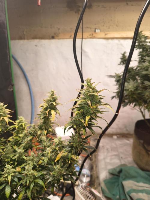 Orange cookies auto. Week 11