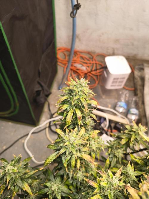 Orange cookies auto. Week 11