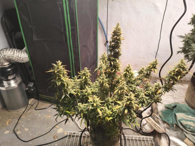 Orange cookies auto. Week 11