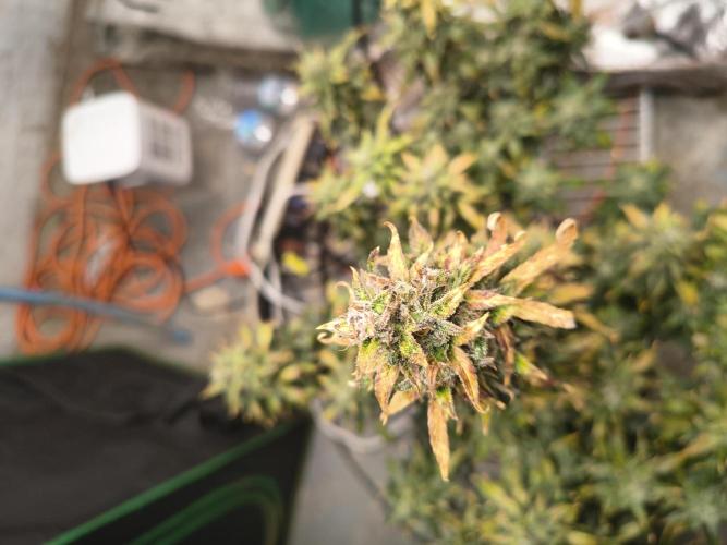 Orange cookies auto. Week 11