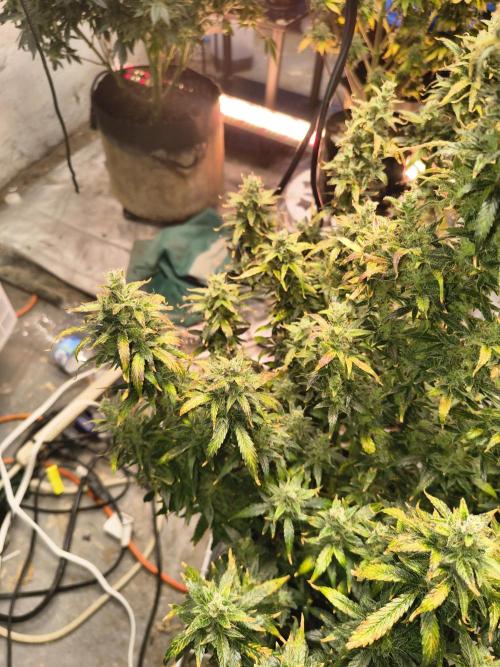 Orange cookies auto. Week 11