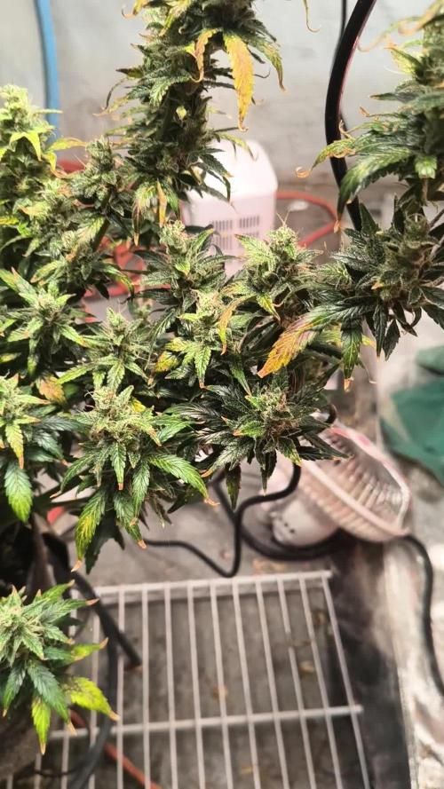 Orange cookies auto
