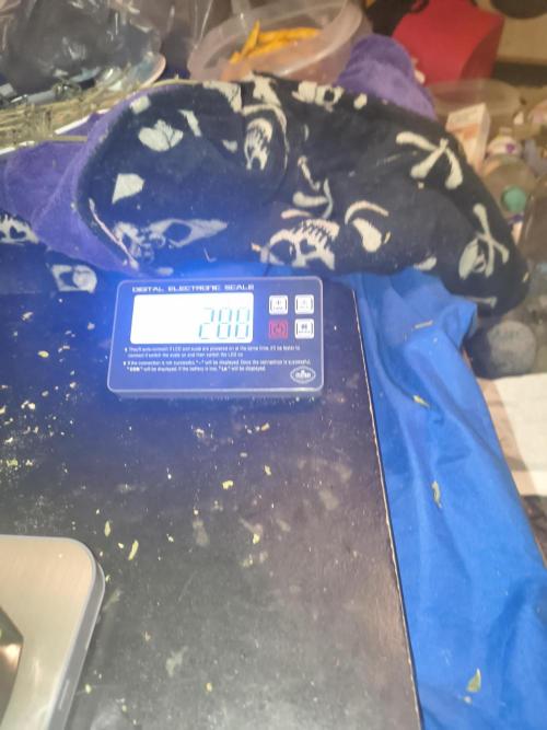 Grow Room Tent 4x 4x 6.5. Week 16
