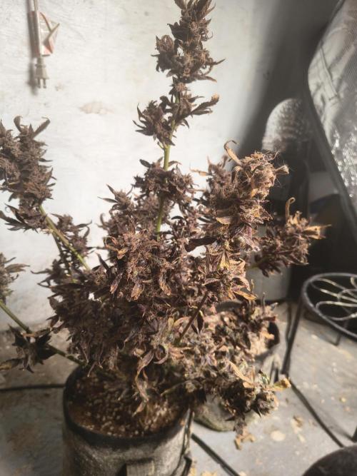 Gmo auto. Week 12