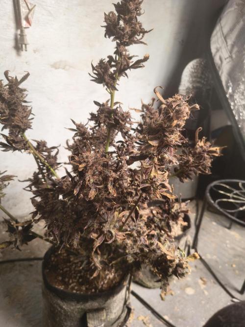 Gmo auto. Week 12