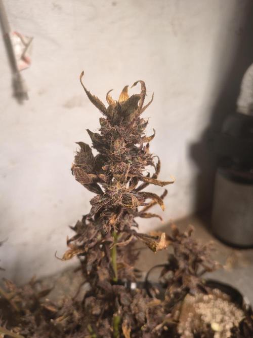 Gmo auto. Week 12